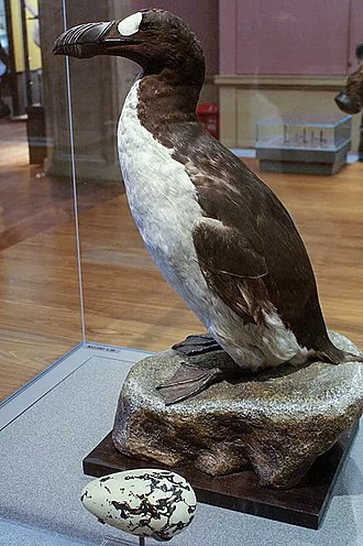 Great auk